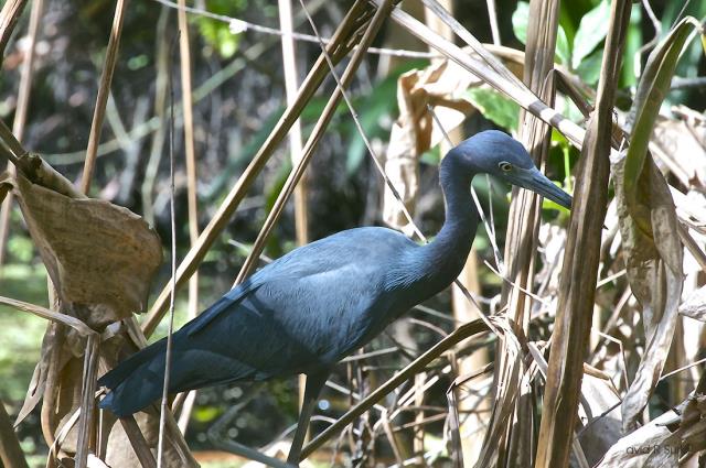 Birds of Marco Island