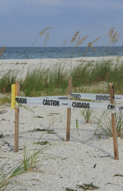 a loggerhead sea turtle nest on Tigertail beach