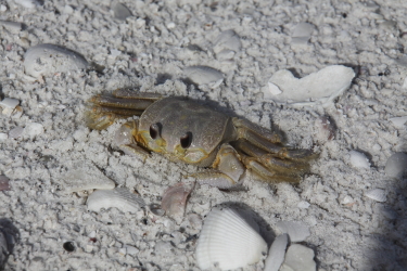 Wildlife in the 10,000 islands