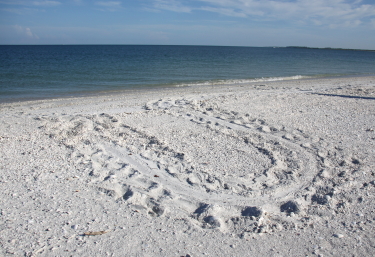 Sea Turtles don't always make a nest when they come ashore, and when they don't it's called a false crawl - we saw this one on Tigertail beach last summer