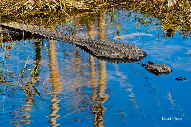 Everglades alligator 