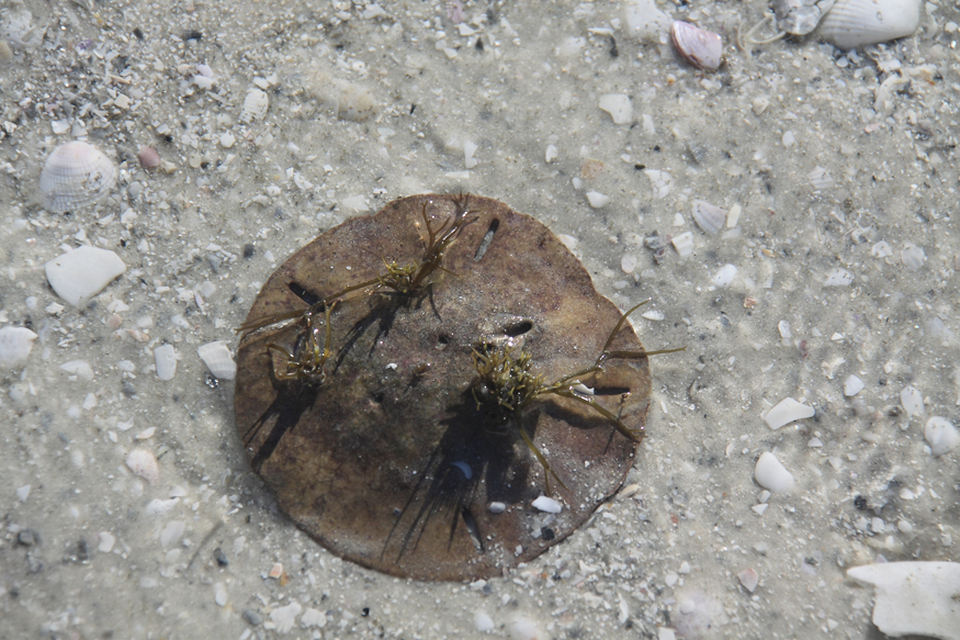 A sand dollar washed up on the beach