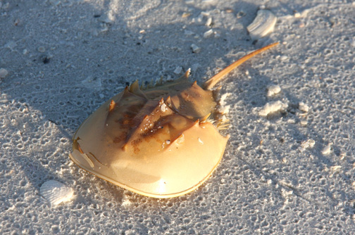 Marine life in Marco Island is very unique!
