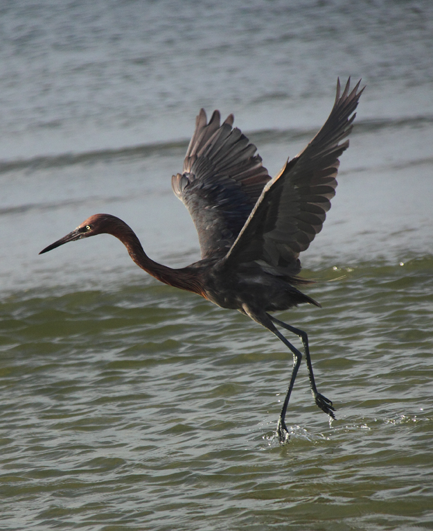 Reddish Egret dancing for his supper