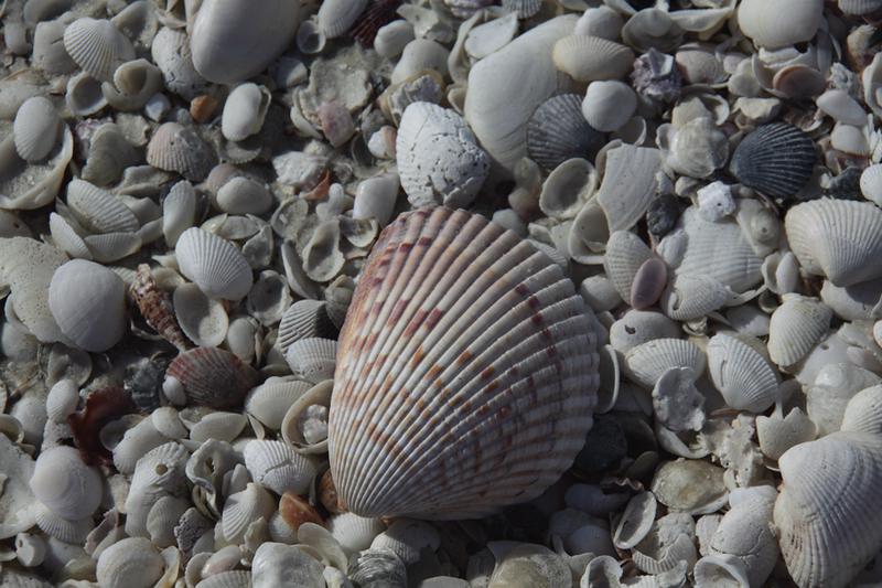 Find Unique Seashells on Marco Island's beaches