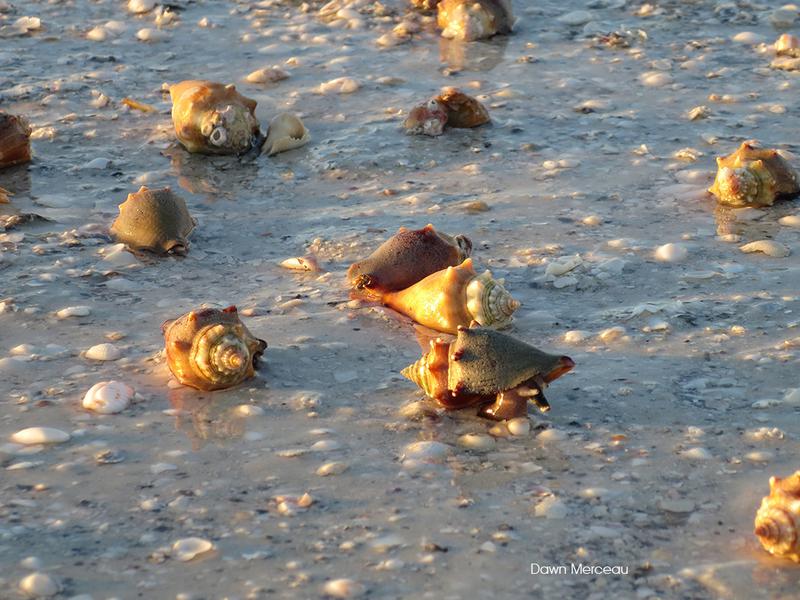 Best shelling in Florida is right here on Marco Island.