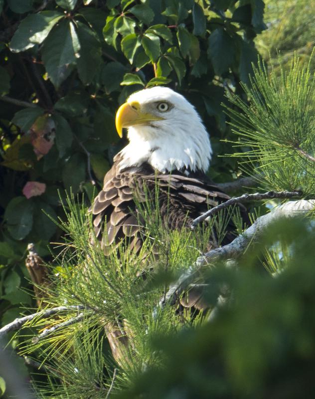 Marco Island is a Bald Eagle Sancuary and this eagle nests on the Marco Island Nature Preserve & Bird Sanctuary on Tigertail Ct.