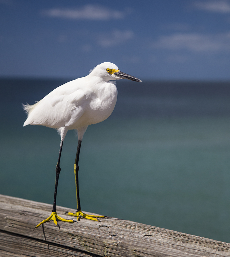 A friendly snowy egret