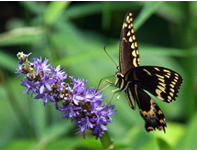 The Marco Review will introduce you to the incredible wildlife that surrounds Marco Island