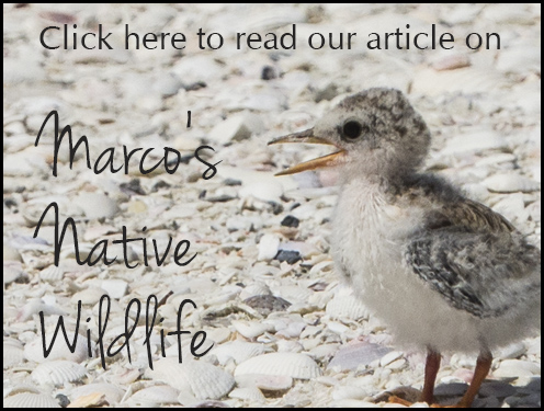 Marco's Native Wildlife