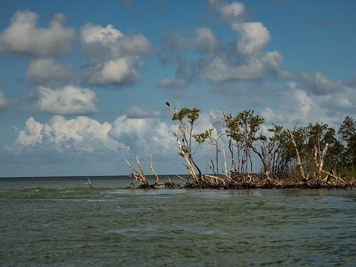 An osprey on the look out for lunch in the 10,000 islands