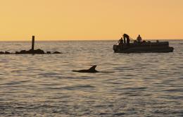 dolphins abound in our waters