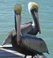 Caxambas Park is Home to Florida's Top Wildlife
