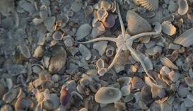 a brittle sea star on the beach on Marco Island