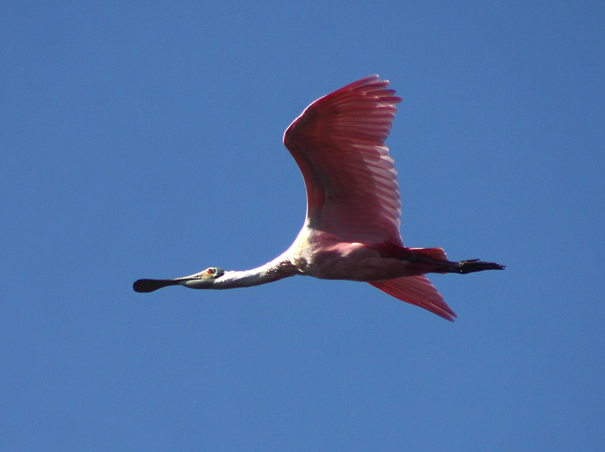 Roseatte Spoonbill