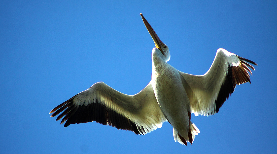 white pelican